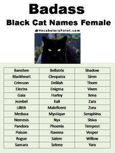 Best Black Cat Names Unique Badass Vocabulary Point