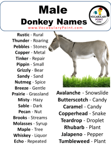 460 Best Donkey Names Unique Funny Male Female Vocabulary Point