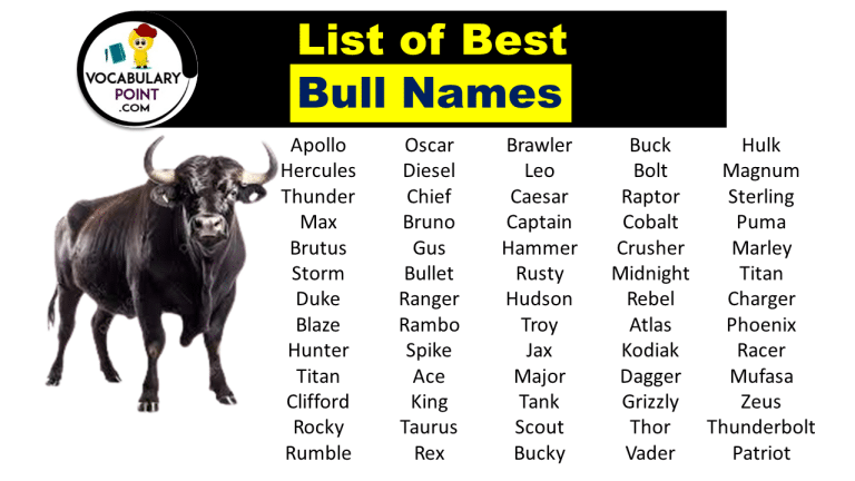 Bull Names Funny Strong Pet Naming Ideas Vocabulary Point