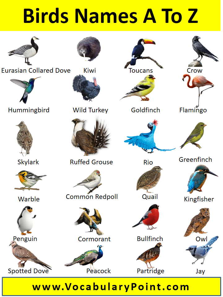 Birds Names A To Z