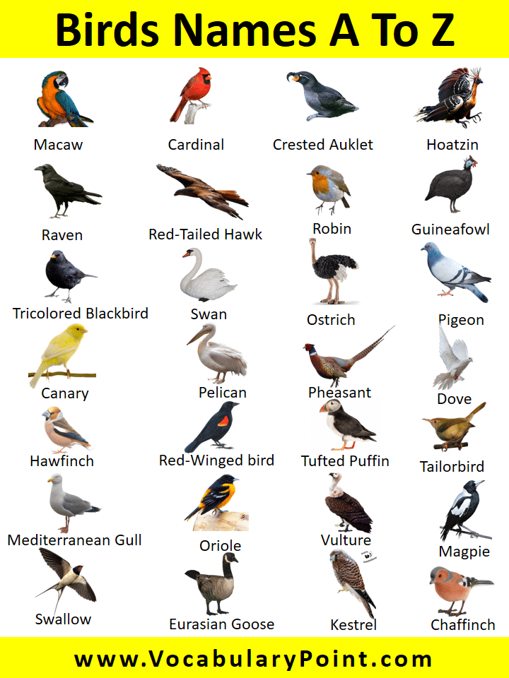 A to Z Birds name in English with pictures PDF - Vocabulary Point