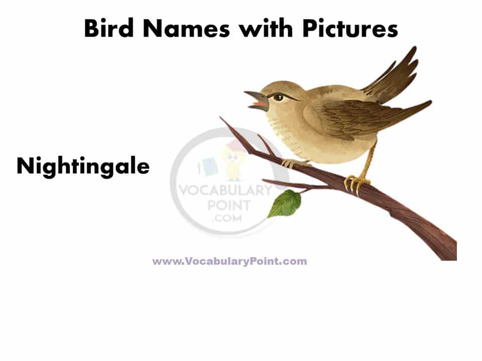 Birds name in English with pictures