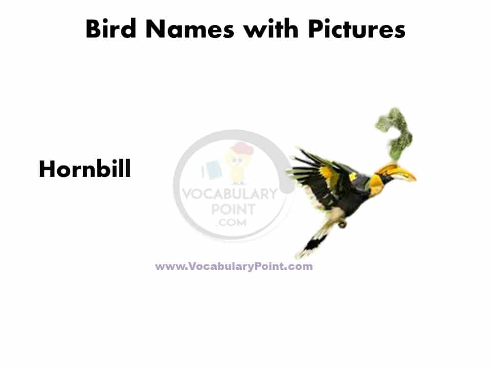 All birds name with picture pdf download