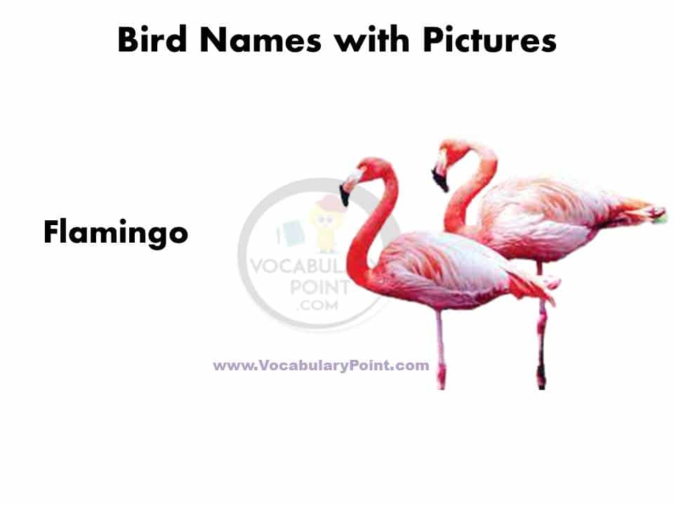 Birds name in english list