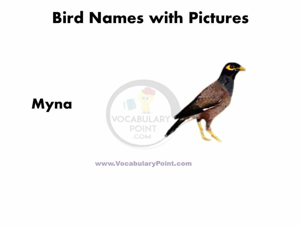 Birds name in english list