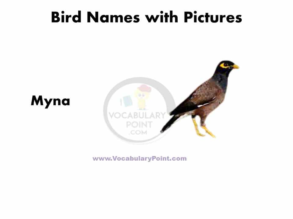 Birds name in english with picture