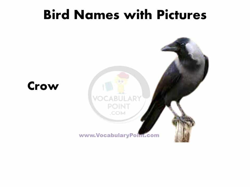 List of birds name in English