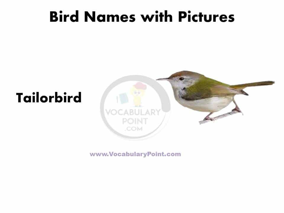 Birds name in english list