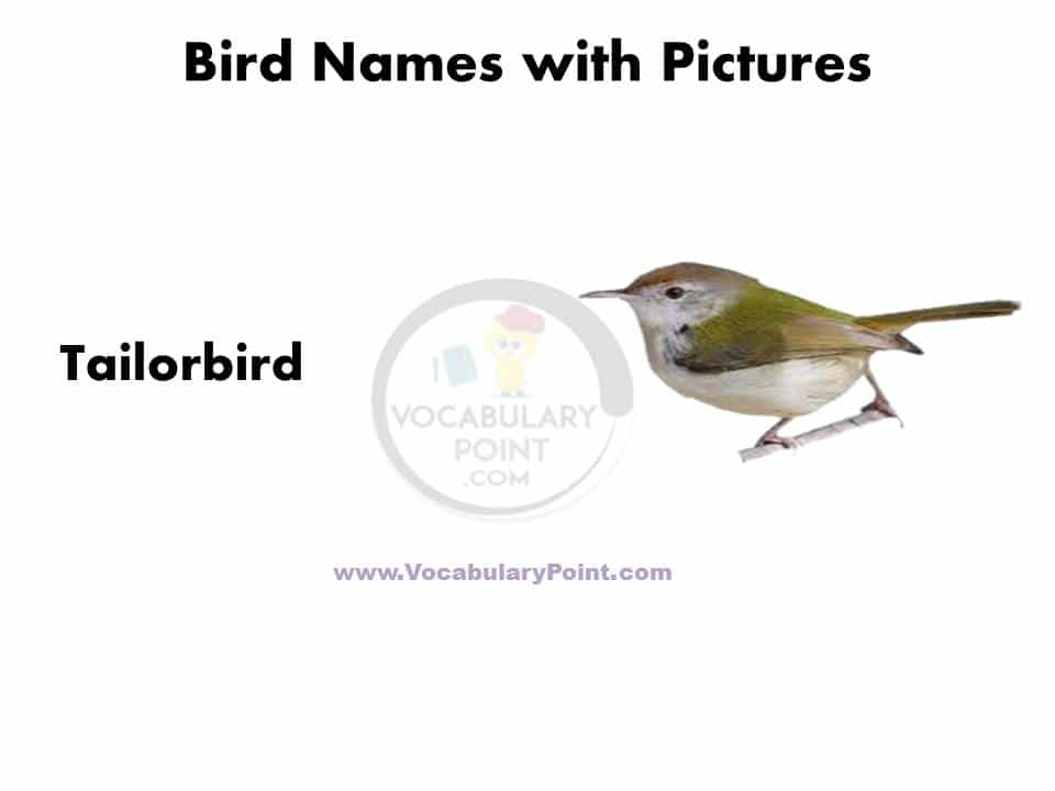 Birds name in english with picture