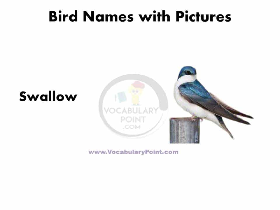 Birds name in english with picture