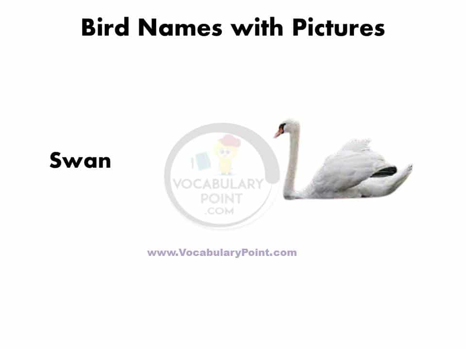 A to Z Birds name in English with pictures PDF