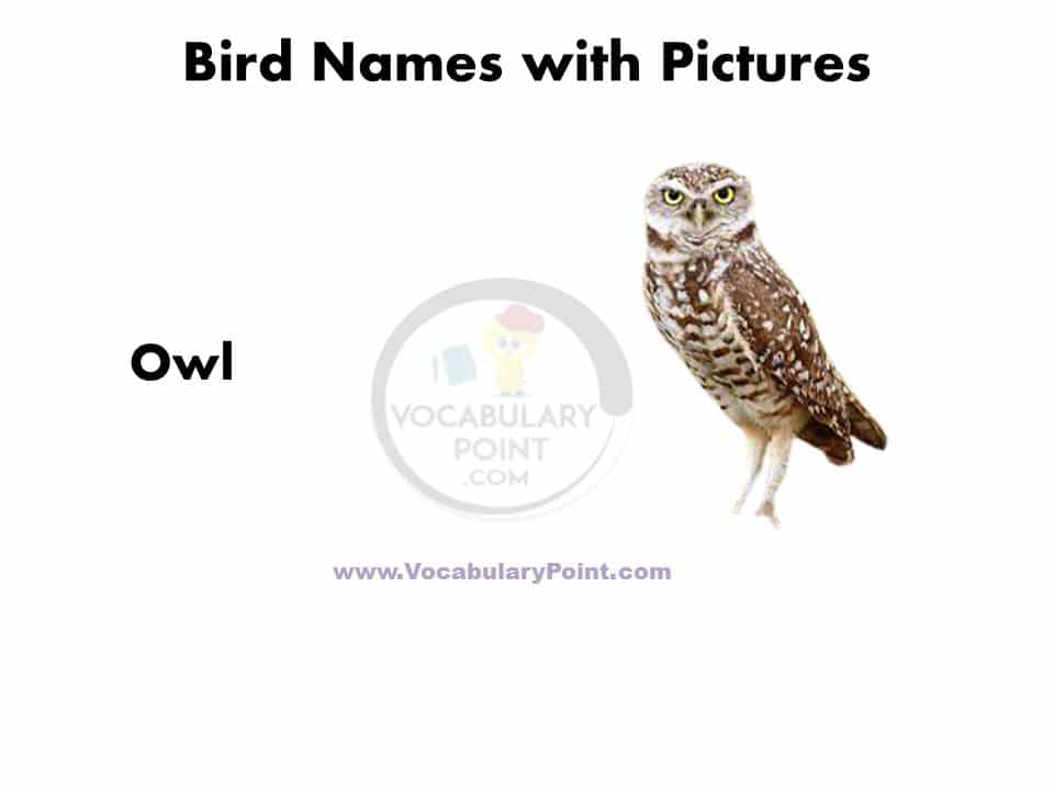 A to Z Birds name in English with pictures PDF