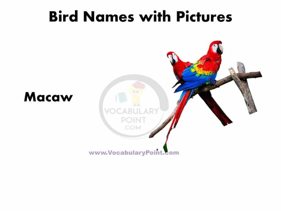 A to Z Birds name in English with pictures PDF