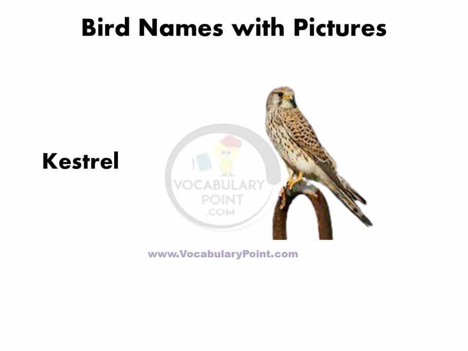 A to Z Birds name in English with pictures PDF