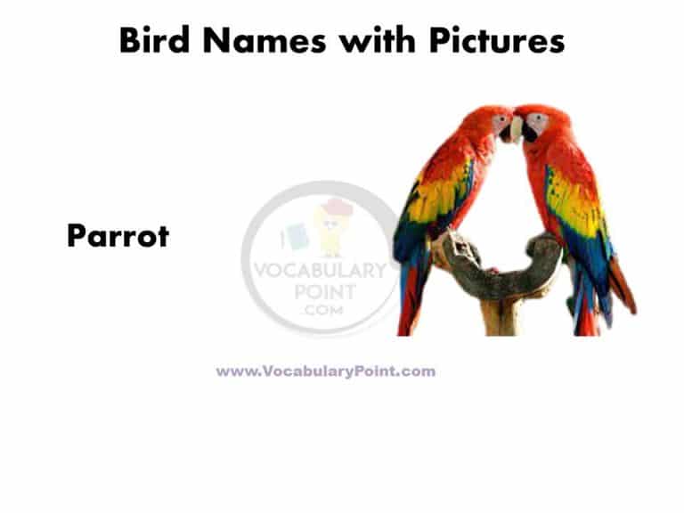 A To Z Birds Name In English With Pictures PDF - Vocabulary Point