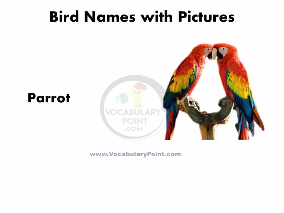 Birds name in English with pictures