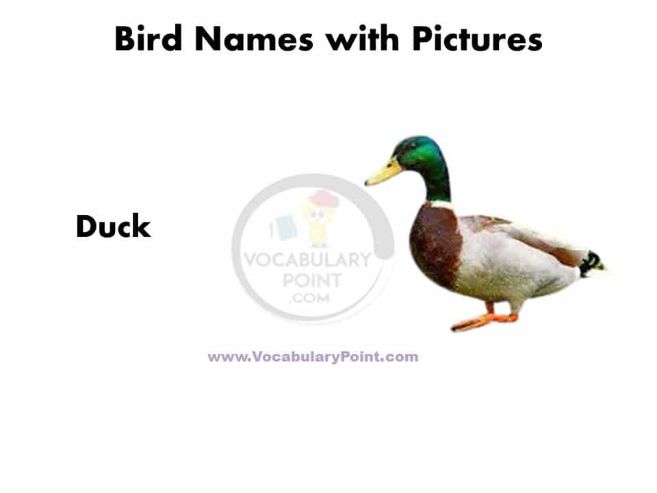 A to Z Birds name in English with pictures PDF
