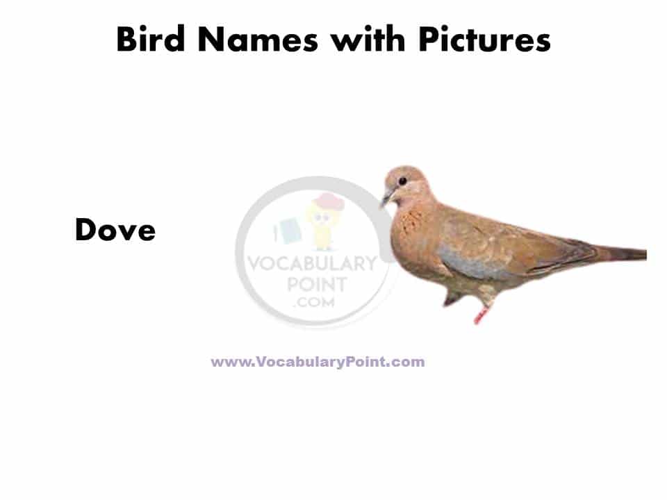 All birds name with picture pdf download