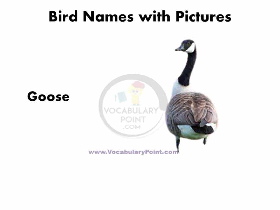 All birds name with picture pdf download