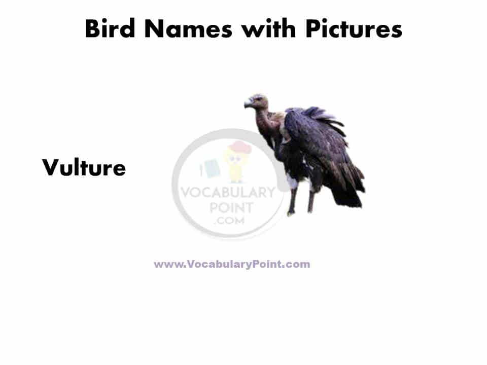 All birds name with picture pdf download