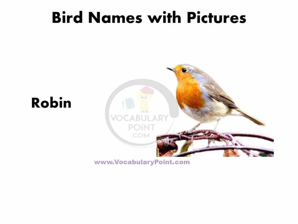 All birds name with picture pdf download