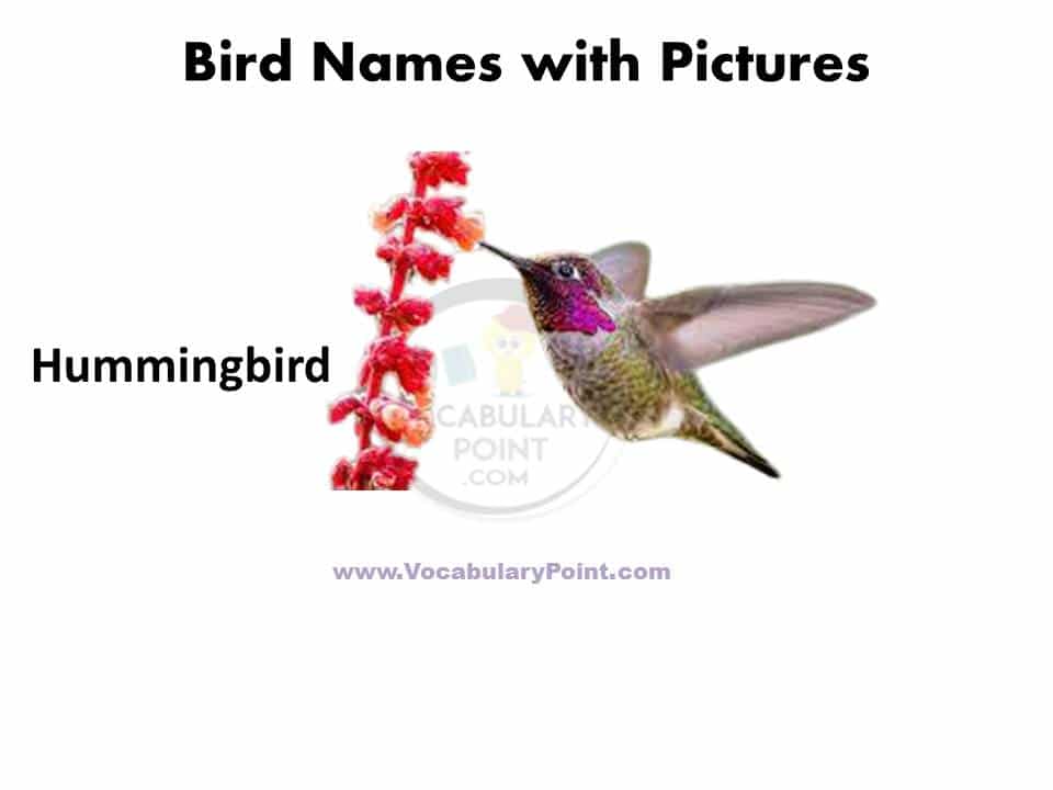 30 Birds name in english