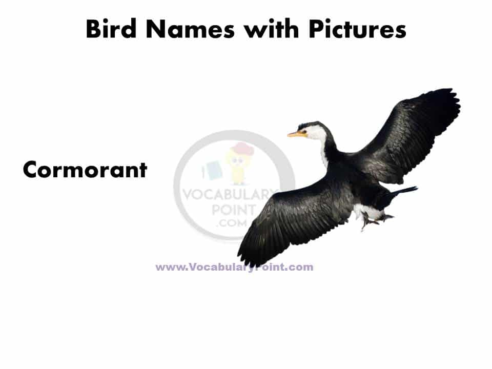 Big birds name in english