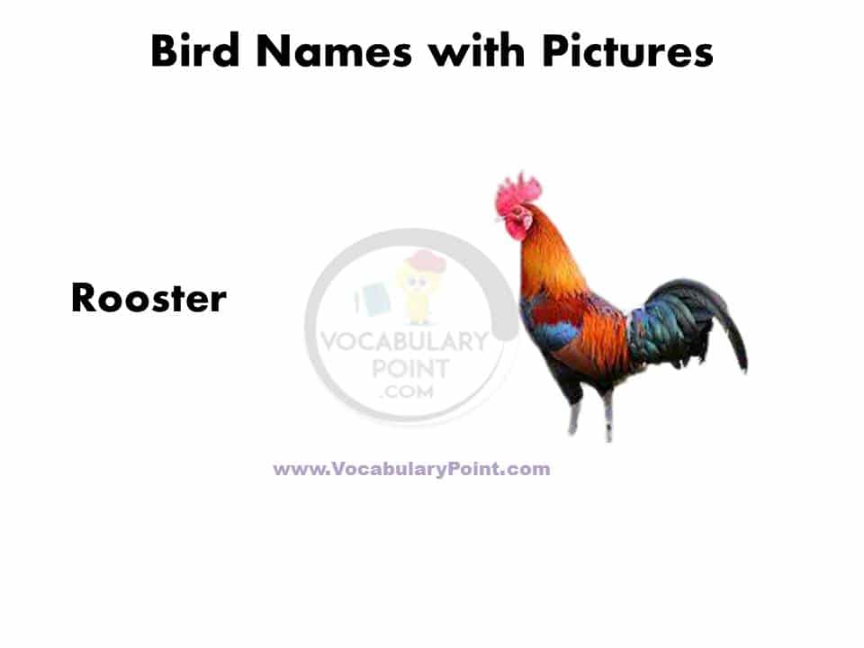 Big birds name in english