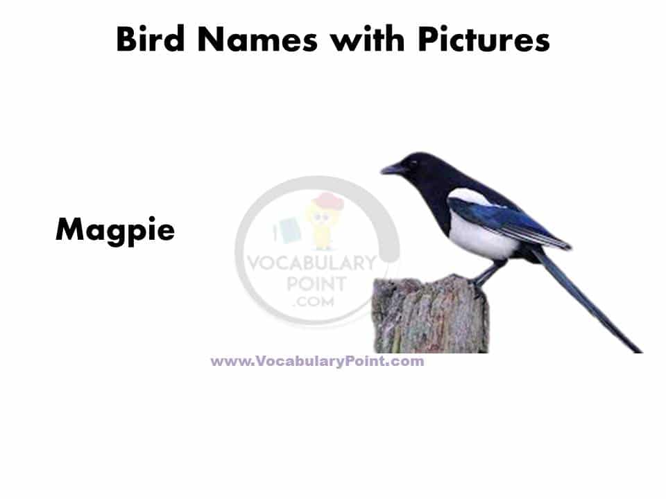 30 Birds name in english