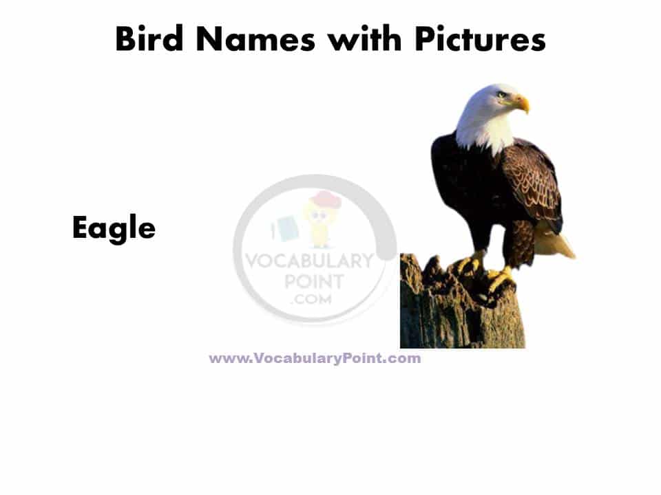 50 Birds name in english