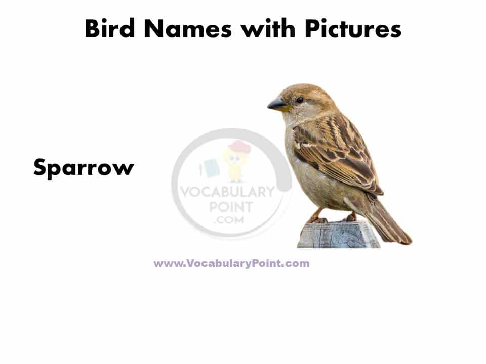 Birds name in english with picture