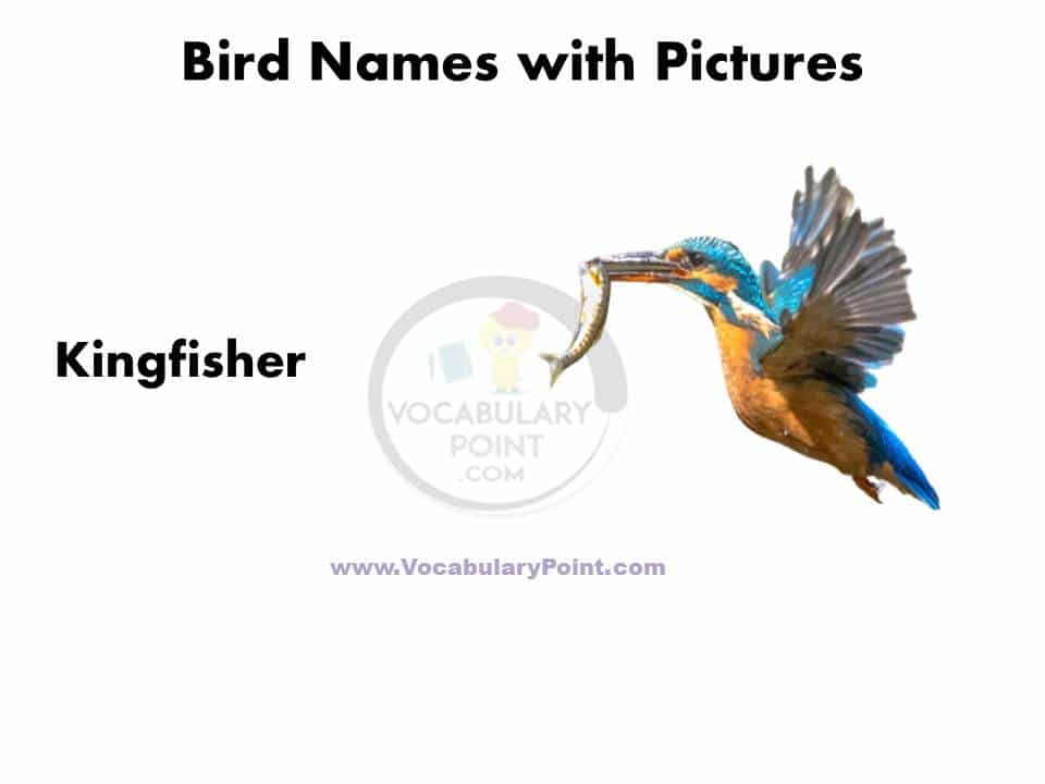 Birds name in english