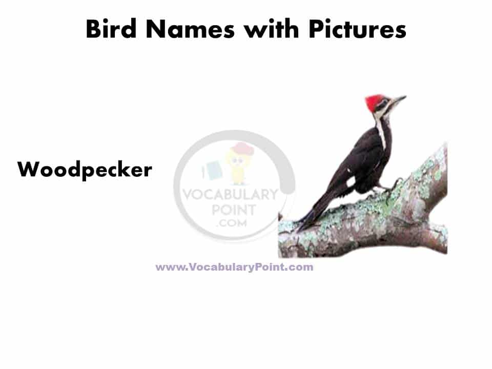 Birds name in english