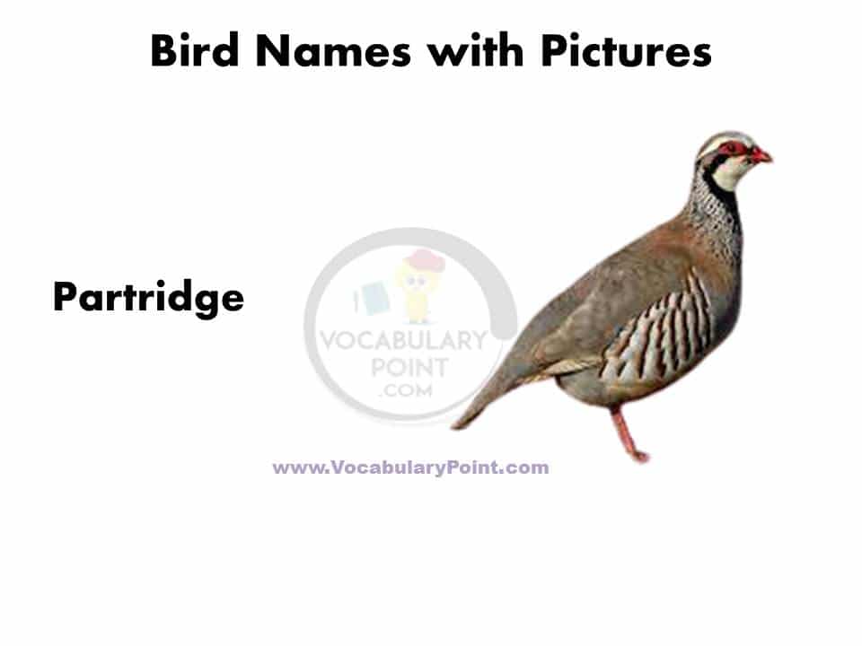 Birds name in english