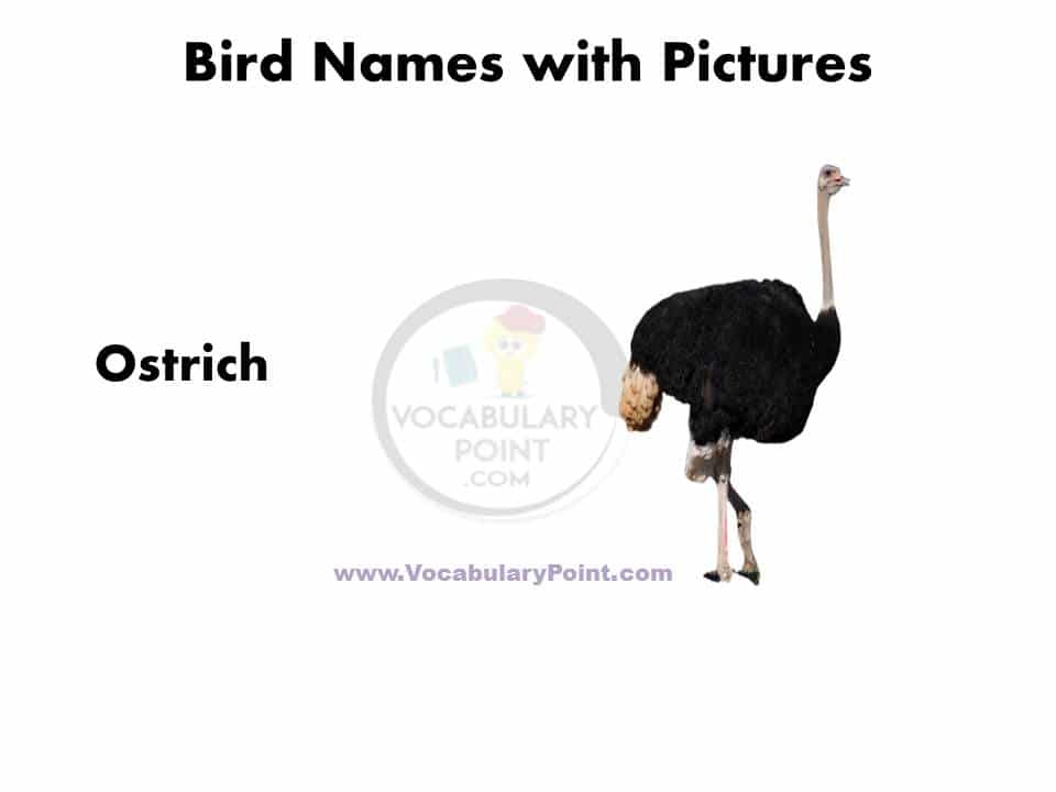 Birds name in english