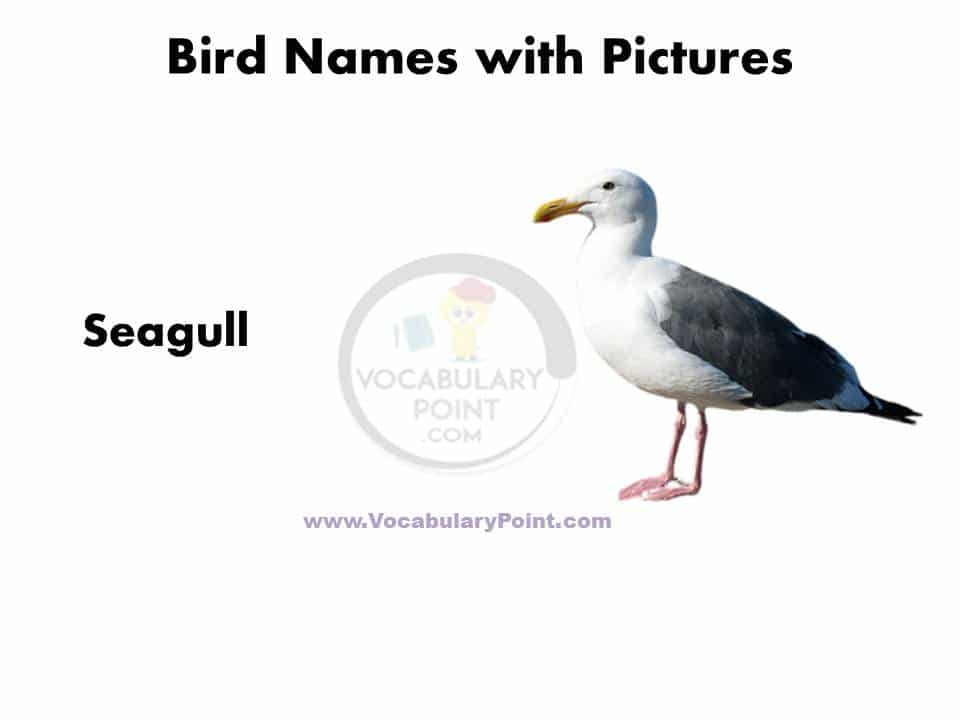 All birds name with picture pdf download