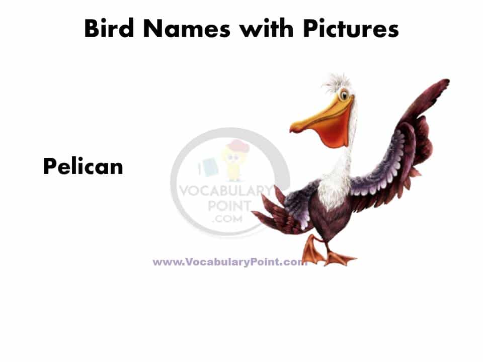 All birds name with picture pdf download