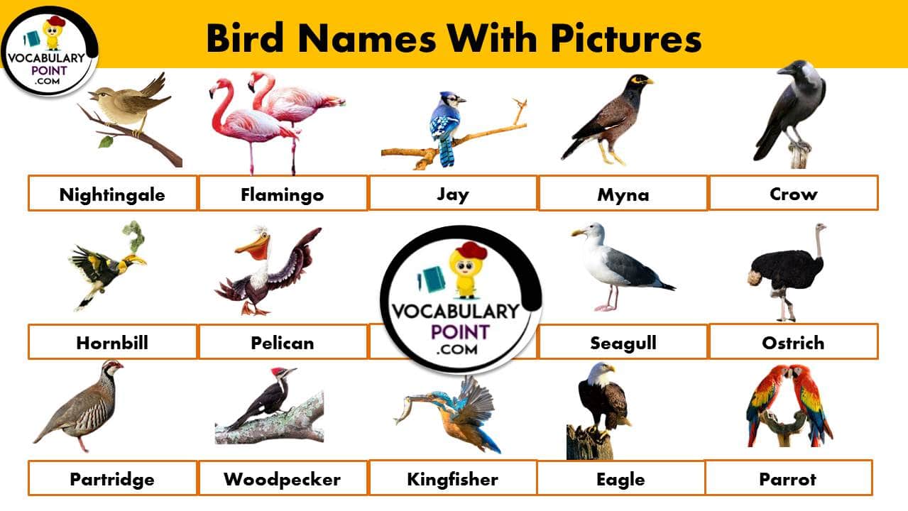 A to Z Birds name in English with pictures PDF - Vocabulary Point