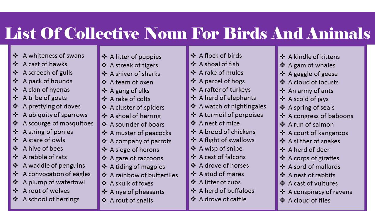 List Of Collective Nouns For Animals And Birds Archives Vocabulary Point