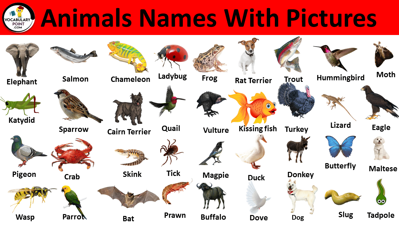 Animal Names With Pictures Download PDF VocabularyPoint