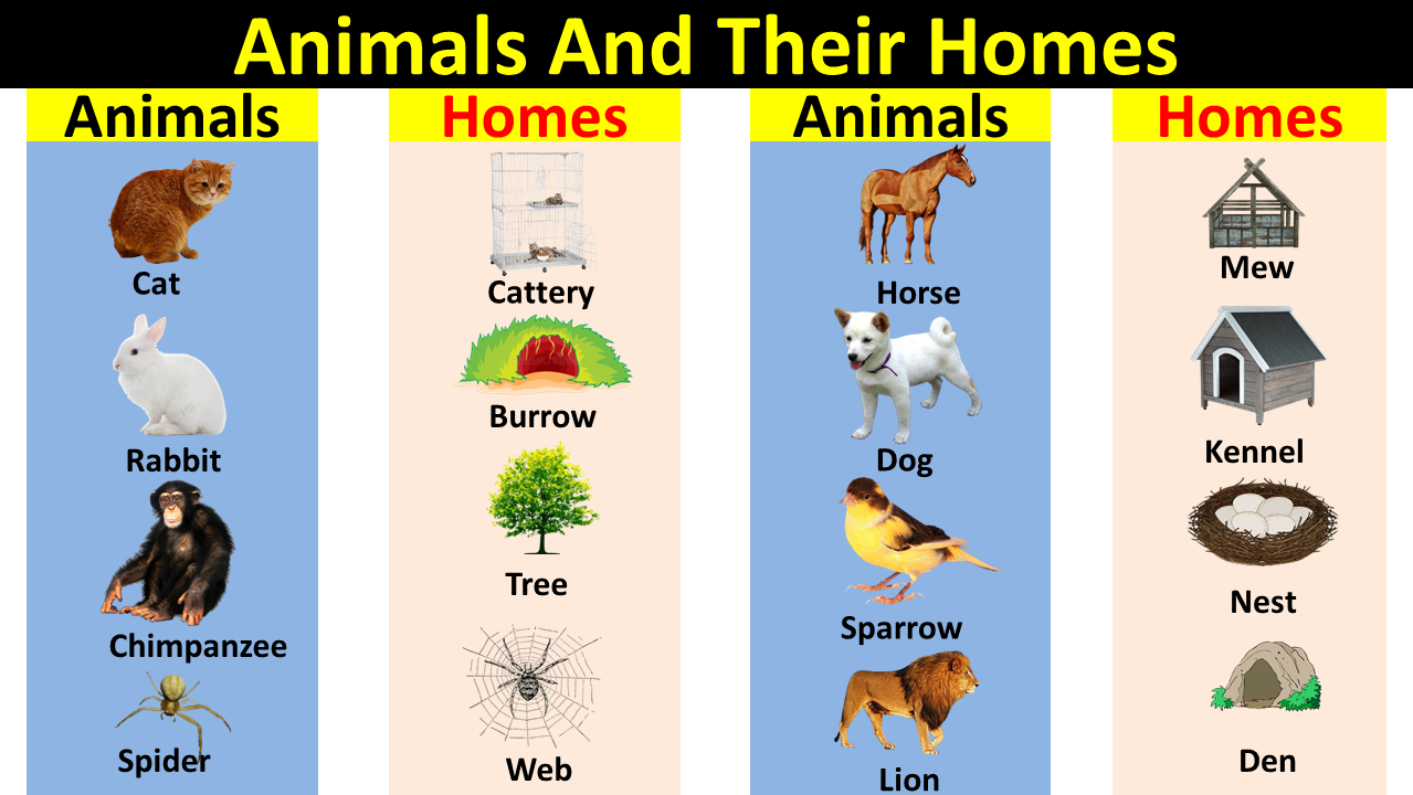 Animals And Their Homes