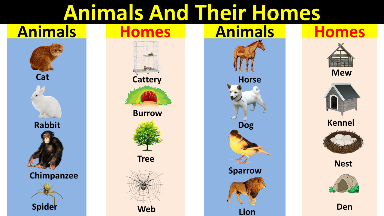 Animals And Their Homes - Vocabulary Point