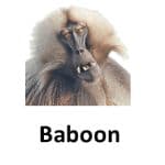 Baboon list of wild animal