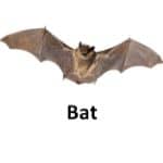 Bat animal names with pictures