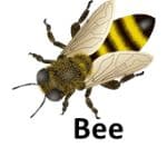 Bee list of wild animal
