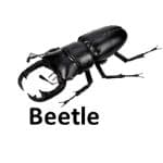 Beetle list of wild animal