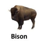 Bison list of wild animal