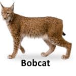 Bobcat list of wild animal