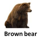 Brown bear list of wild animal