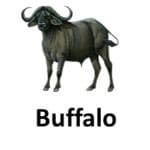 Buffalo animal names with pictures